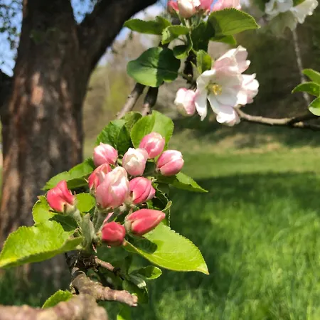 Alte Leimsiederei Konukevi 4*