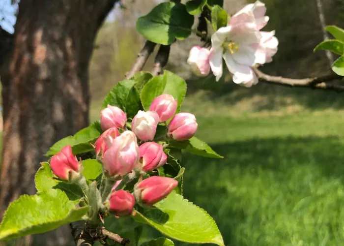 Alte Leimsiederei Guest house 4*